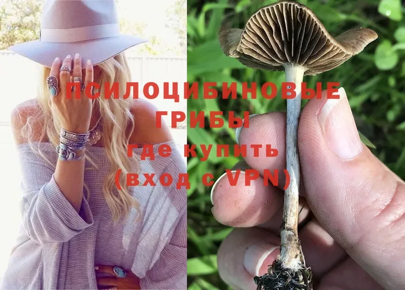 наркотики  Дальнереченск  Псилоцибиновые грибы Psilocybe 